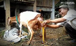 Kambing Melahirkan Kembar 2 Togel